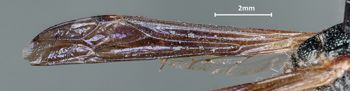 Media type: image;   Entomology 32446 Aspect: Wing front